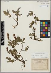Foto von Salix alpina Scop.